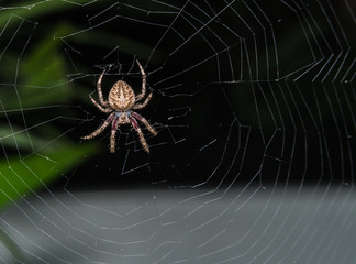 spider on the web