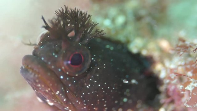 Moss Fringehead