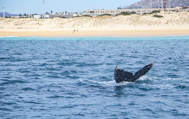 Fototapeta premium Marine Life on a Whale Watching Tour in Mexico