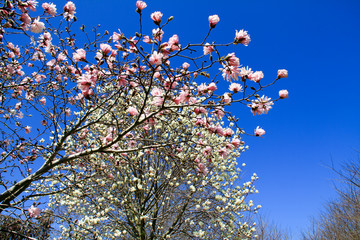 こぶしとモクレン
