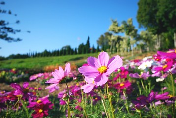 Obraz na płótnie Canvas Cosmos flowers in a garden with blue sky background.