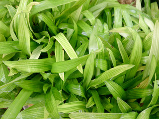 Fototapeta premium Murdannia loriformis (Hassk.) Rao et Kammathy with cancer treatment.