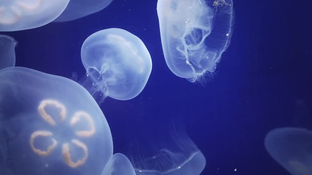 Jellyfish Underwater moving around