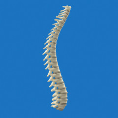 Spine. 3D Illustration.