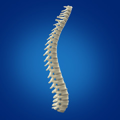 Spine. 3D Illustration.