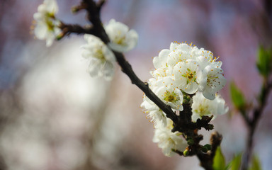 Chinese plum flowers or Japanese apricot flower