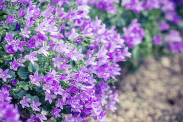 Macro view of a little Campanula flower