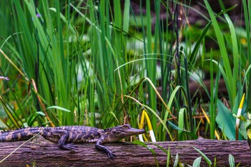 Baby Alligator