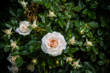 Closeup orange and white rose flower in garden