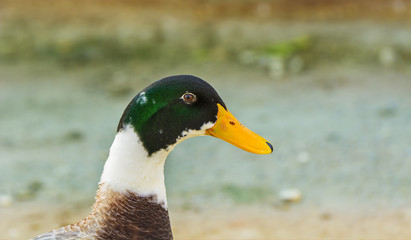 Closeup of a colorful Mallard Duck or Wild Duck (male)