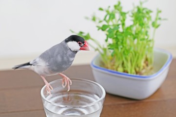 桜文鳥のオス