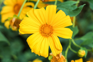 Tree marigold, Mexican tournesol, Mexican sunflower, Japanese su
