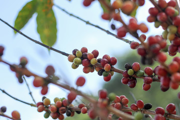 Coffee beans on tree in North of thailand