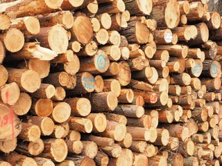 Möbelaufkleber Cut pine logs stacked up for transport in a forest near Nuremberg, Germany 2016 © Stringer Image