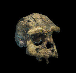 Skull of the person on a black background.