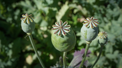 Opium poppy