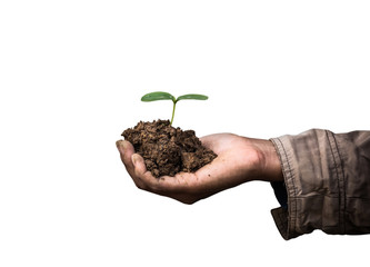 Senior man holding young spring plant in hands. Ecology concept