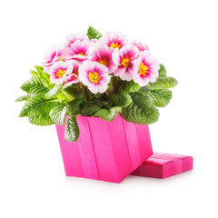 Gift box with primroses