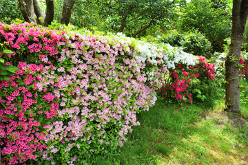 ツツジの花／山形県で綺麗な「ツツジの花」を撮影した写真です。