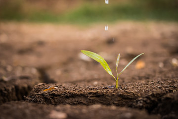 watering the ground barren