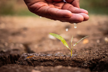 Hand watering the ground barren