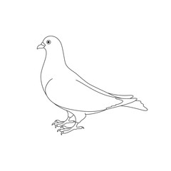 Beautiful silhouette of a dove.