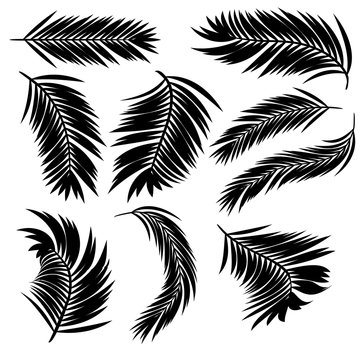 Palm Leaves Silhouette