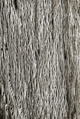 Wood Wall For text and background