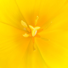 Macro close up shot of yellow tulip