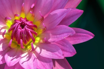 Lotus flower and Lotus flower plants 