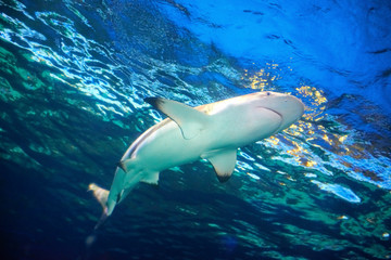 Caribbean reef shark