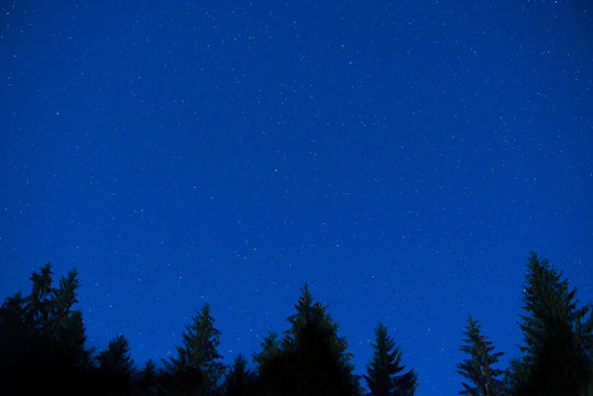 Dark blue night pine trees over sky
