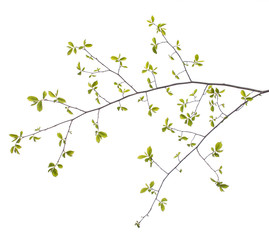 Early spring flowering green tree branch isolated on white. Early spring concept