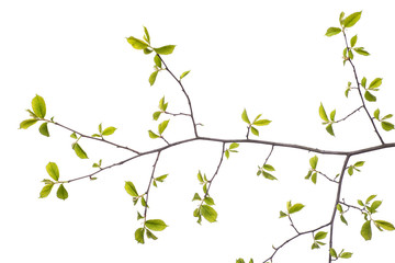 Early spring flowering green tree branch isolated on white. Early spring concept