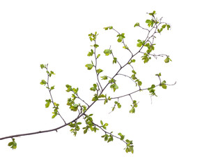 Early spring flowering green tree branch isolated on white. Early spring concept