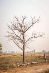 Dead tree branches plains.