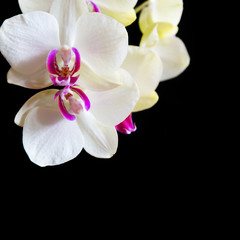 Naklejka na ściany i meble White and pink orchids