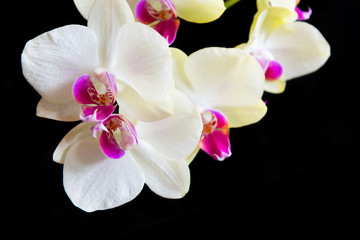 Fototapeta na wymiar White and pink orchids