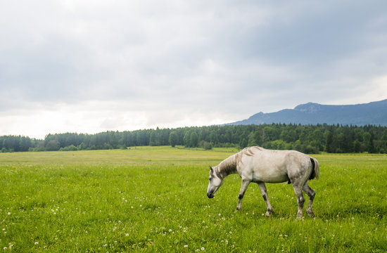 Horse grazing in rural meadow