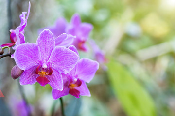 Purple orchids in a tropical forest
