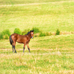 Horse on the green field