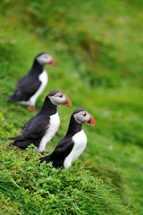 Puffin, Iceland. Atlantic Puffins on the hill.