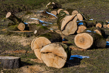 Baumstämme als Brennholz