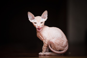 Obraz premium Kitten Sphynx breed