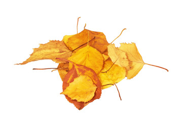 autumn leaves