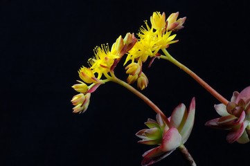 Yellow flowers of succulent plant Sempervivum on black background. Selective focus.