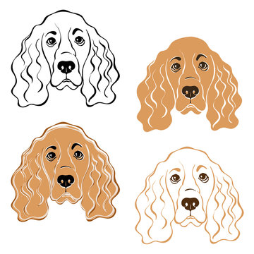 Cocker Spaniel dog's  face. Hand-drawn vector illustration.