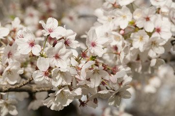 Obraz premium Ornamental cherry blossom in full bloom