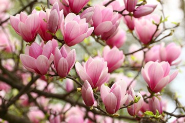 Pink magnolia flowers on tree