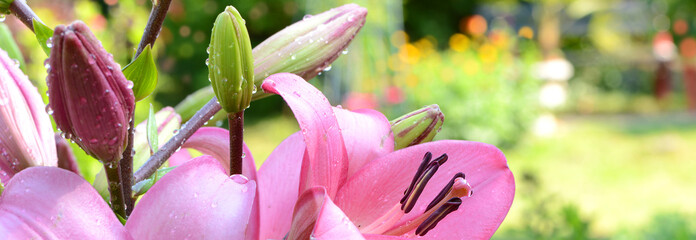 Garten 564 © K.-U. Häßler